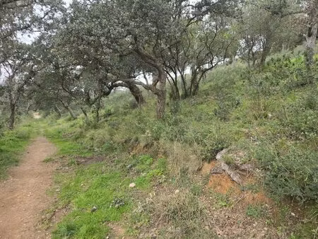 vente terrain 27425 m2 à bormes-les-mimosas