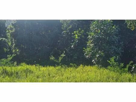 vente terrain 1852 m² petit-bourg (97170)