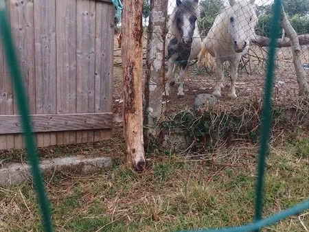 recherche location de propriété équestre