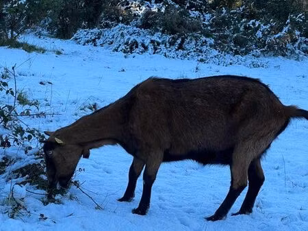 recherche terrain pour animaux