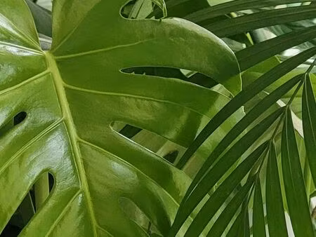 cherche maison avec jardin et garage