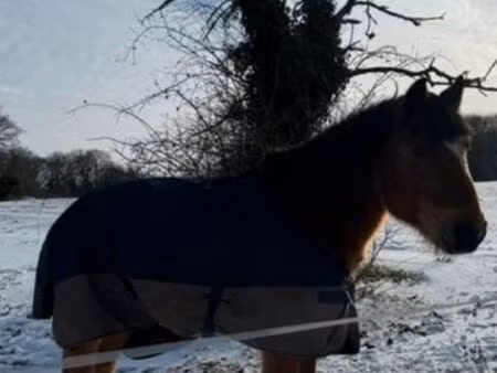 location pâture herbage pre pour chevaux poney ane