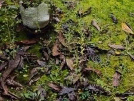 terrain 1800m² avec maison et grand hangar