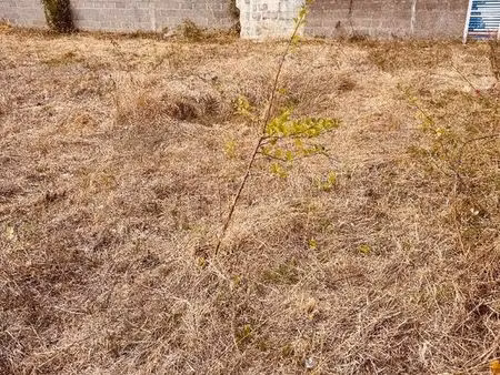 charmant terrain de 267 m2 pour projet residensiel