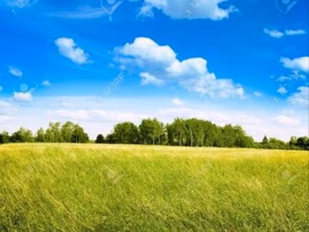 recherche vente herbe sur pied