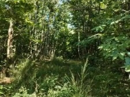 terre forestière de 14 980 m2