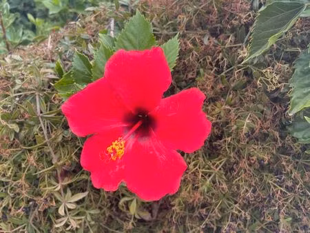 local profession libérale