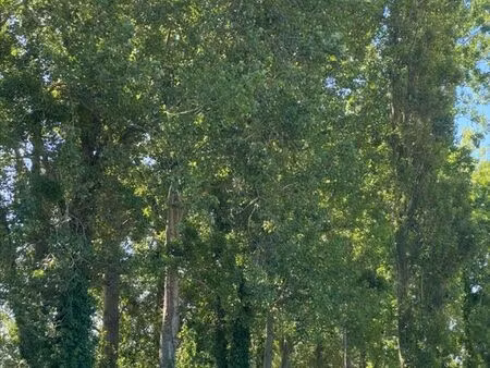 bien agricole 2906 m² cherrueix