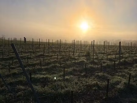 recherche parcelles de vignes
