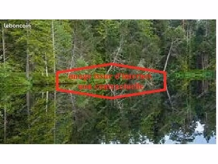 foret et bois donnant sur chemin