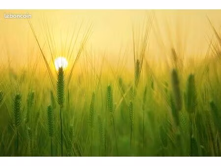 terrain 1 000 m² charentilly