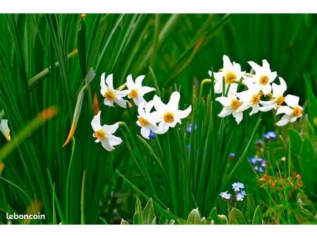 terrain 600 m² montlouis sur loire