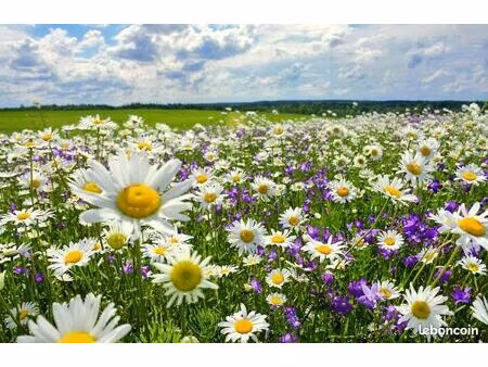 terrain 530 m² montbazon