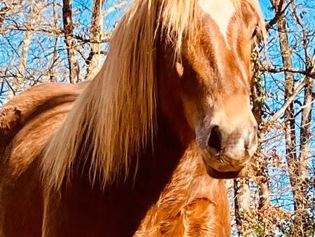 recherche une ferme dans le lot