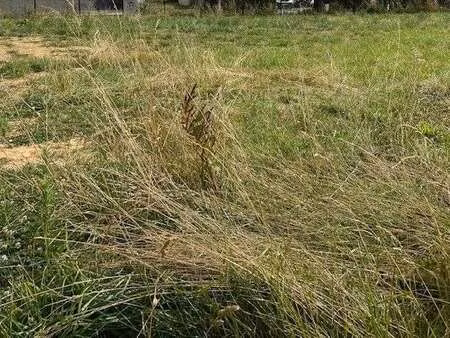 vente terrain à marsais-sainte-radégonde (85570) : à vendre / marsais-sainte-radégonde