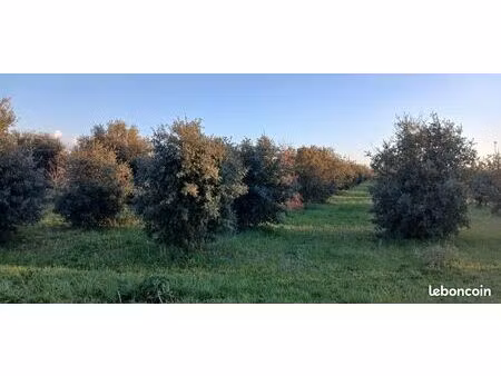 plantation truffiere 550 arbres