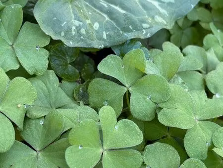 cherche terrain à louer où acheter 500-1500m2