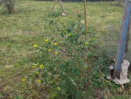 cherche a louer petite maison dans les communes du 79160