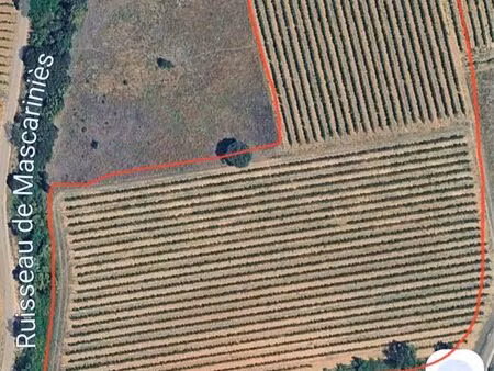 vignes à vendre ou fermage