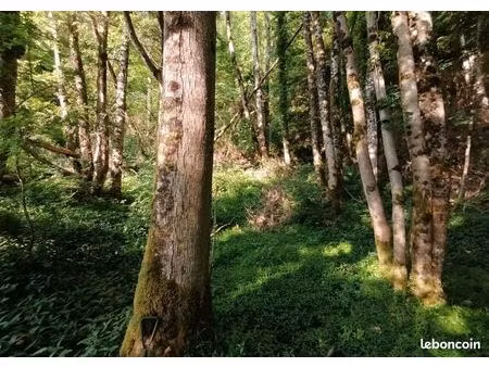 parcelle forestière