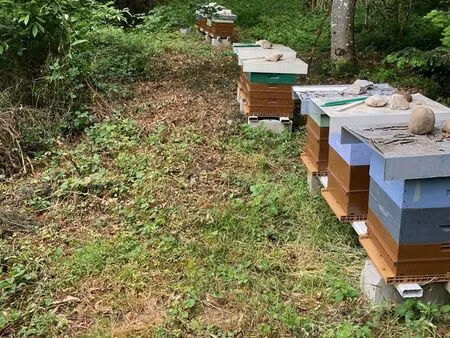 cherche terrain  bois  taillis