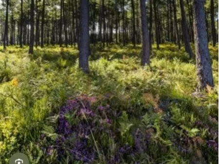 location parcelle de forêt