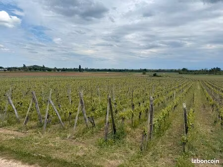 terrain avec vignes
