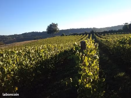 parcelle de vigne 80 ares manseng