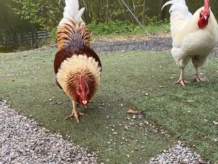 recherche terrain la louer pour caravane