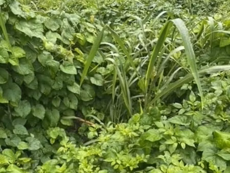 terrain à vendre capesterre belle eau (971)