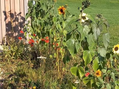 maison avec grand terrain