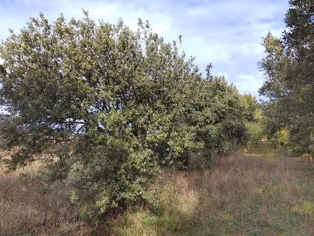 terrain à cairanne (84290)