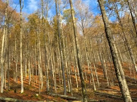 recherche parcelle de forêt – secteur munster