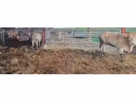 exploitation agricole 18 ha stabulation de 1247 m²