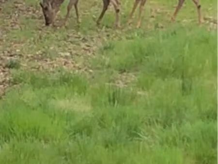 baisse de prix rare à sanguinet offre à saisir