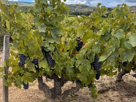 a vendre- parcelle viticole en cru beaujolais- villages pruzilly (71)