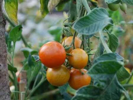 recherche terrain agricole ou semi boisé