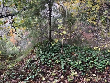 terrain 4ha situé sur belfort