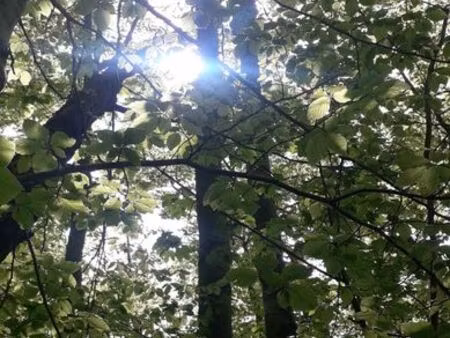 terrain boisé  foret