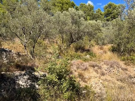 terrain d’oliviers