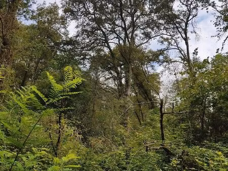 terrain constructible avec prairie et bois