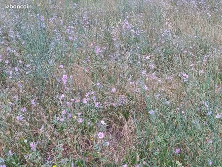 terrain 570 m² sorede