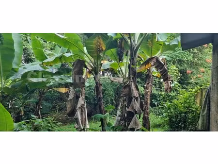 achat terrain 1 665m² le robert 97231