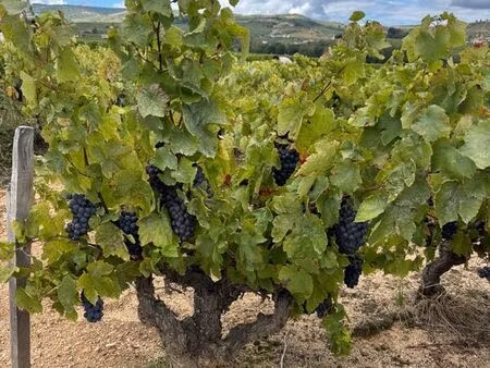 vente maison 1180 m² pruzilly (71570)