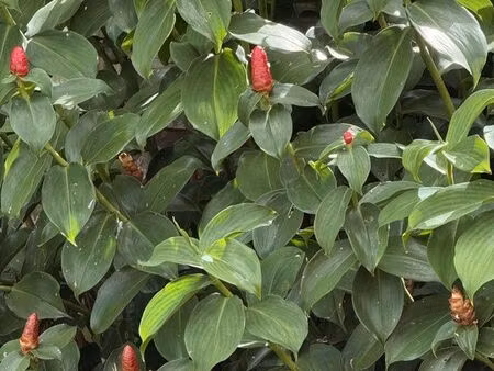 cherche maisonnette non meublée jardin lyon 9 em