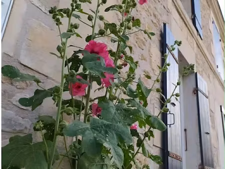 vente immeuble 130 m² à pont-l'abbe-d'arnoult (17250)  229 000 €