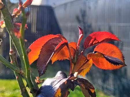 vente maison piscine à saint-aubin-d'aubigné (35250) : à vendre piscine / 127m² saint-aubi