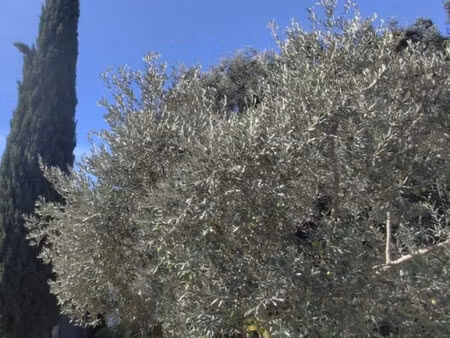 vente terrain castelnau le lez  650 000€ avec terrasse hérault languedoc roussillon