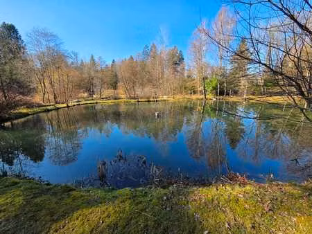 propriété comprenant 7 étangs et un chalet en forêt