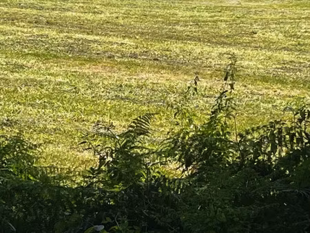 vente terrain 1400 m² à gémozac (17260)  41 000 €